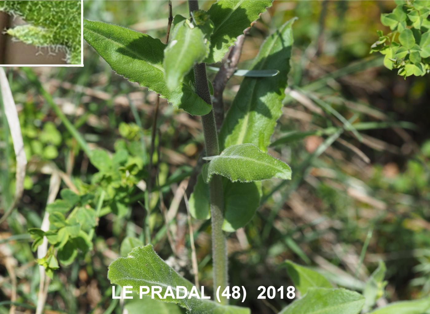 Rock-cress, [Eared] leaf